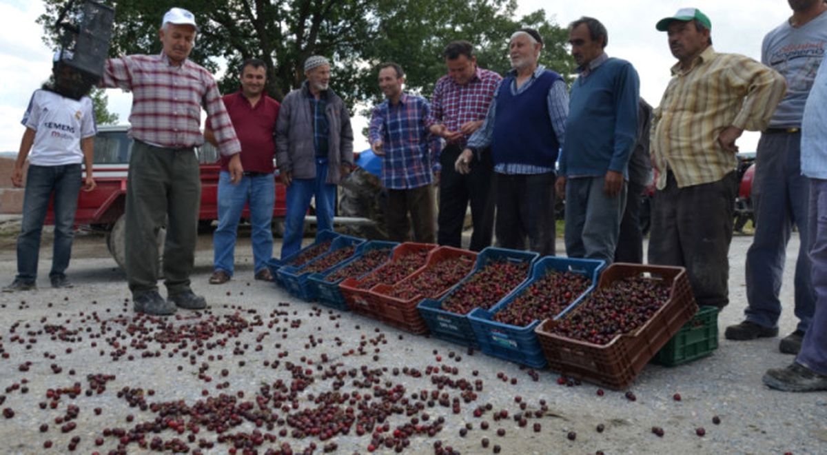 Kiraz Üreticisinden "Fiyat Tepkisi"
