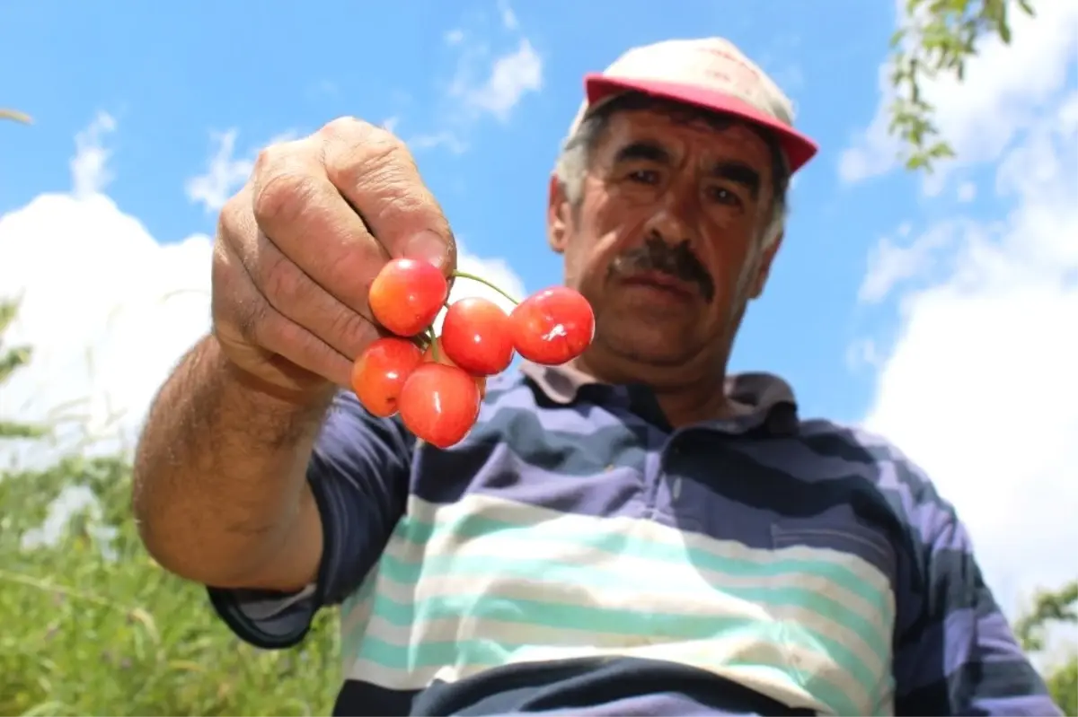 Kışın Vurduğu Kiraz, Düğün Erteledi