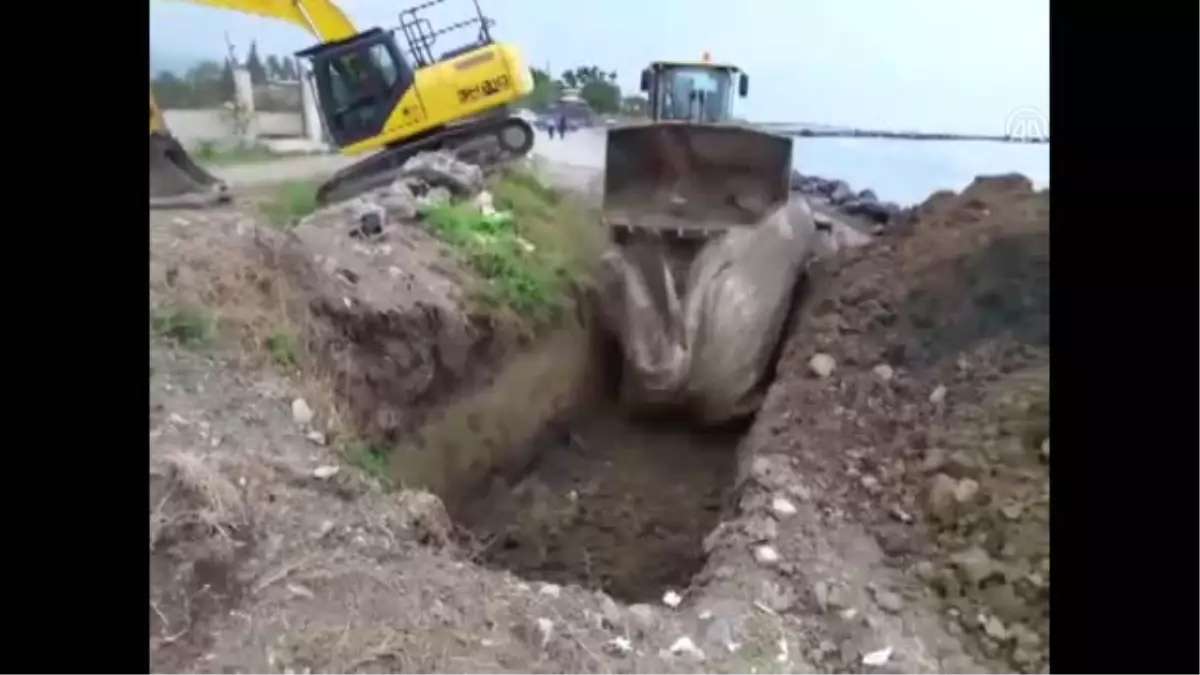 Kıyaya Vuran Ölü Balina Kepçe Yardımıyla Bulunduğu Yere Gömüldü