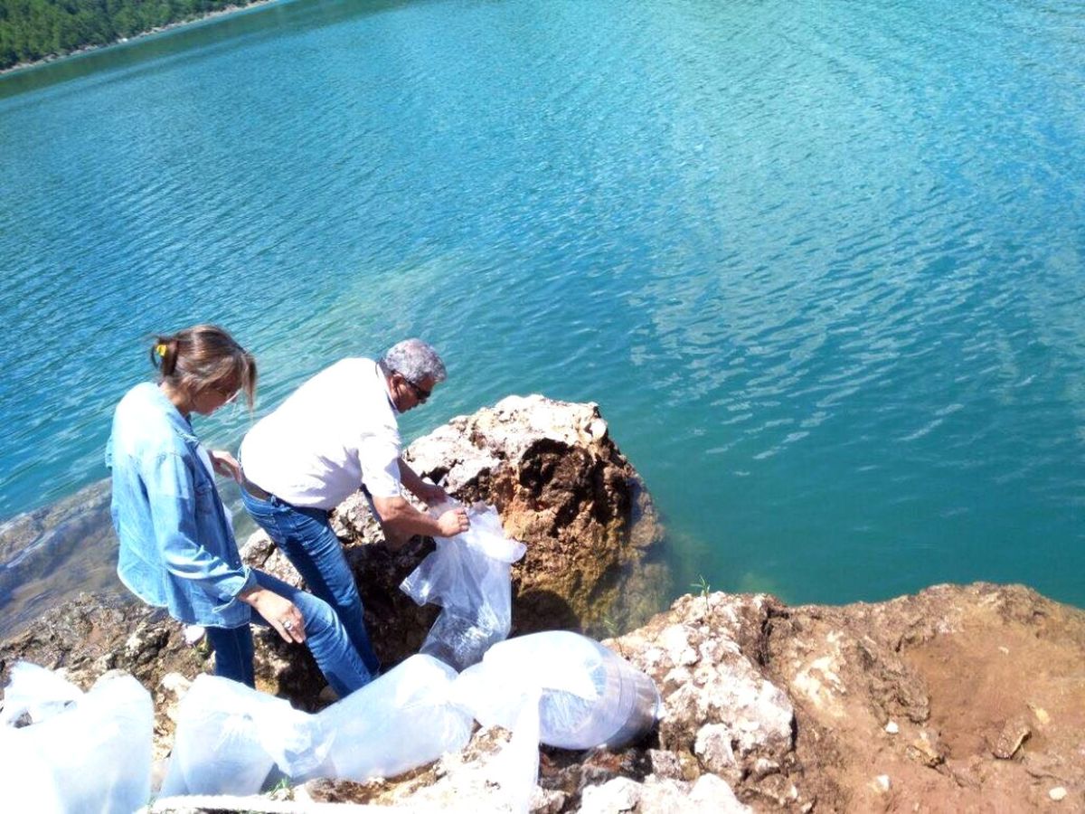 Manavgat Oymapınar Barajına 50 Bin Yavru Sazan Balığı Salındı