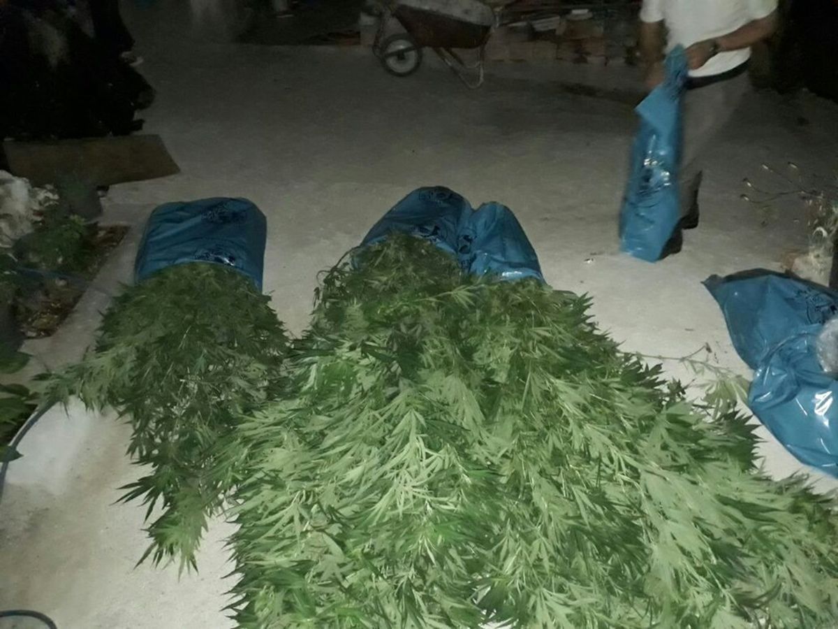 Milas\'ta 2 Kilo Esrarla 36 Kök Hint Keneviri Ele Geçirildi
