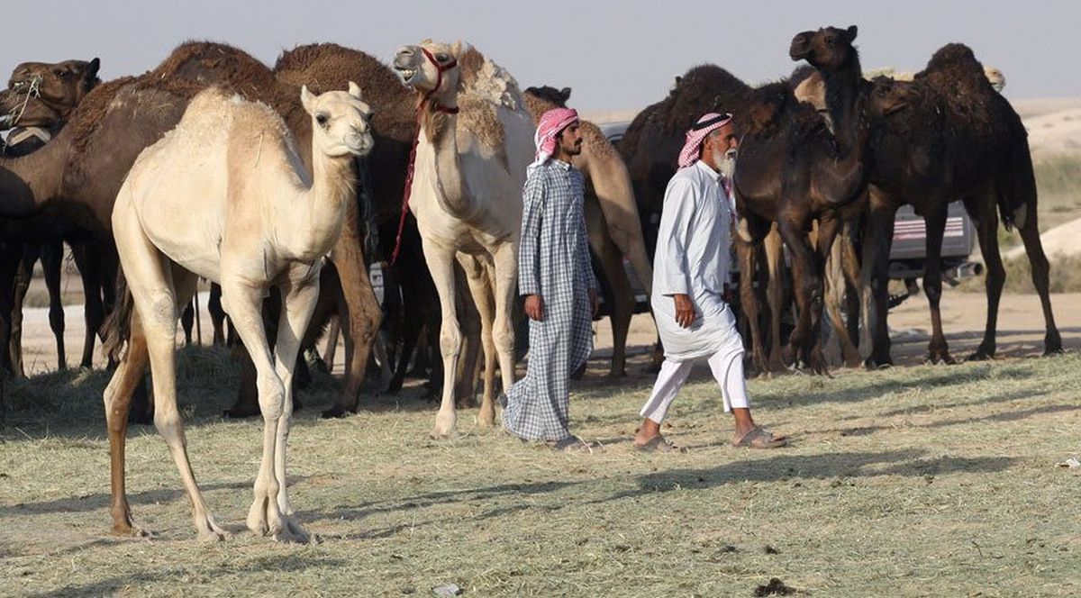 Suudi Arabistan, Katar Develerini Sınır Dışı Etti