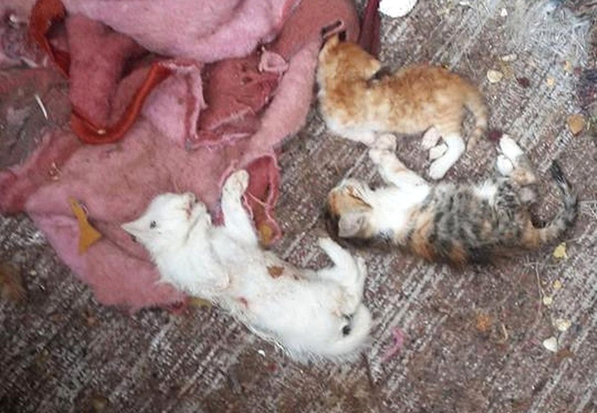 Uşak\'ta 17 Kedi Parçalanmış Halde Bulundu