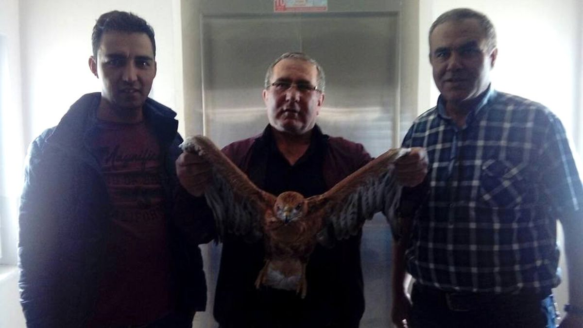 Yolda Bulduğu Kartalı İlçe Tarım Müdürlüğü\'ne Teslim Etti