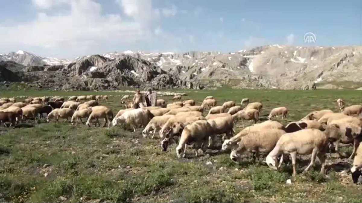 Yörükler Yaylalara Göç Ediyor