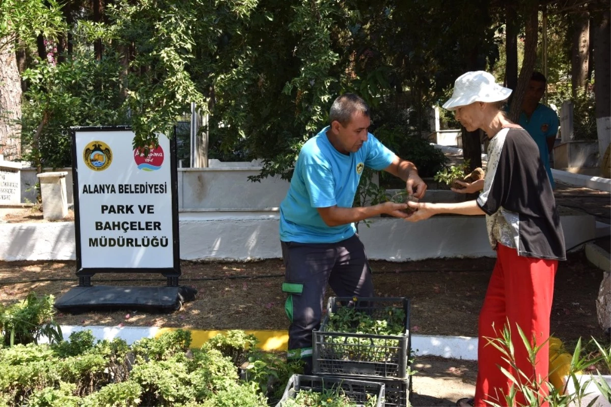 Alanya Belediyesi Mezarlıklarda Ücretsiz Çiçek Dağıtacak