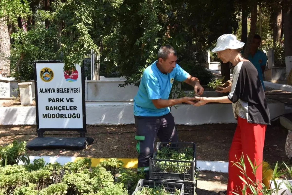 Alanya Belediyesi Mezarlıklarda Ücretsiz Çiçek Dağıtacak