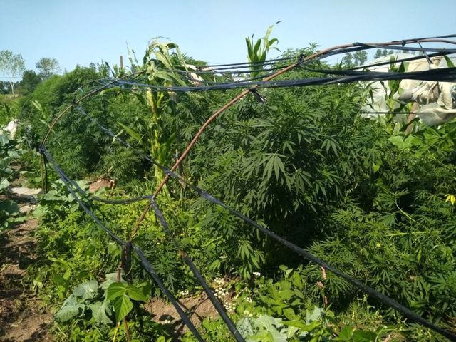 Bafra'da 188 Kök Dişi Hint Keneviri Ele Geçirildi, System.String[]