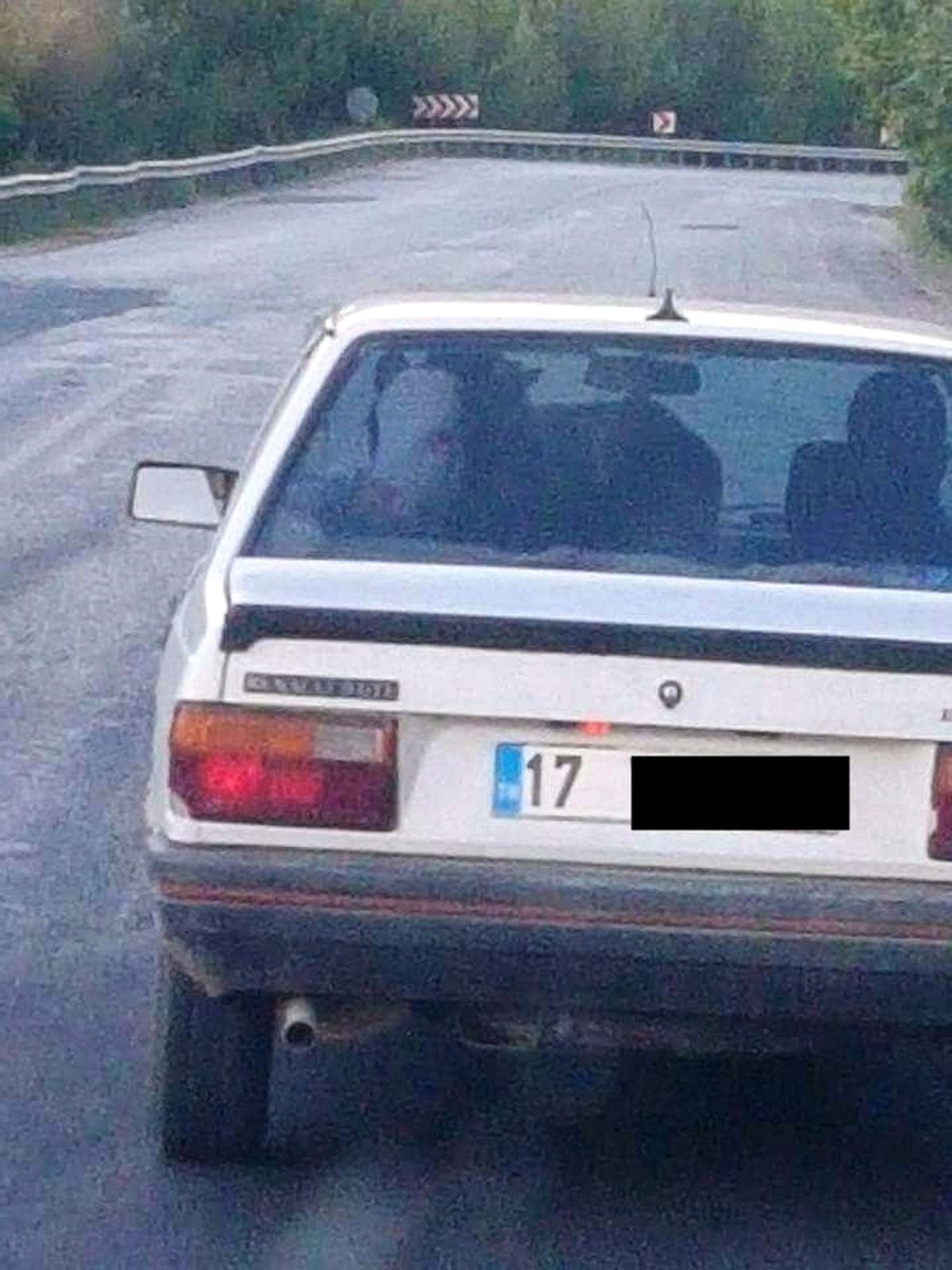 Çanakkale\'de \'Dana Ferhat\' Şaşkınlığı