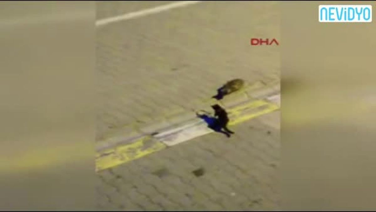 Kedinin Yılanla Ölümcül Mücadelesi