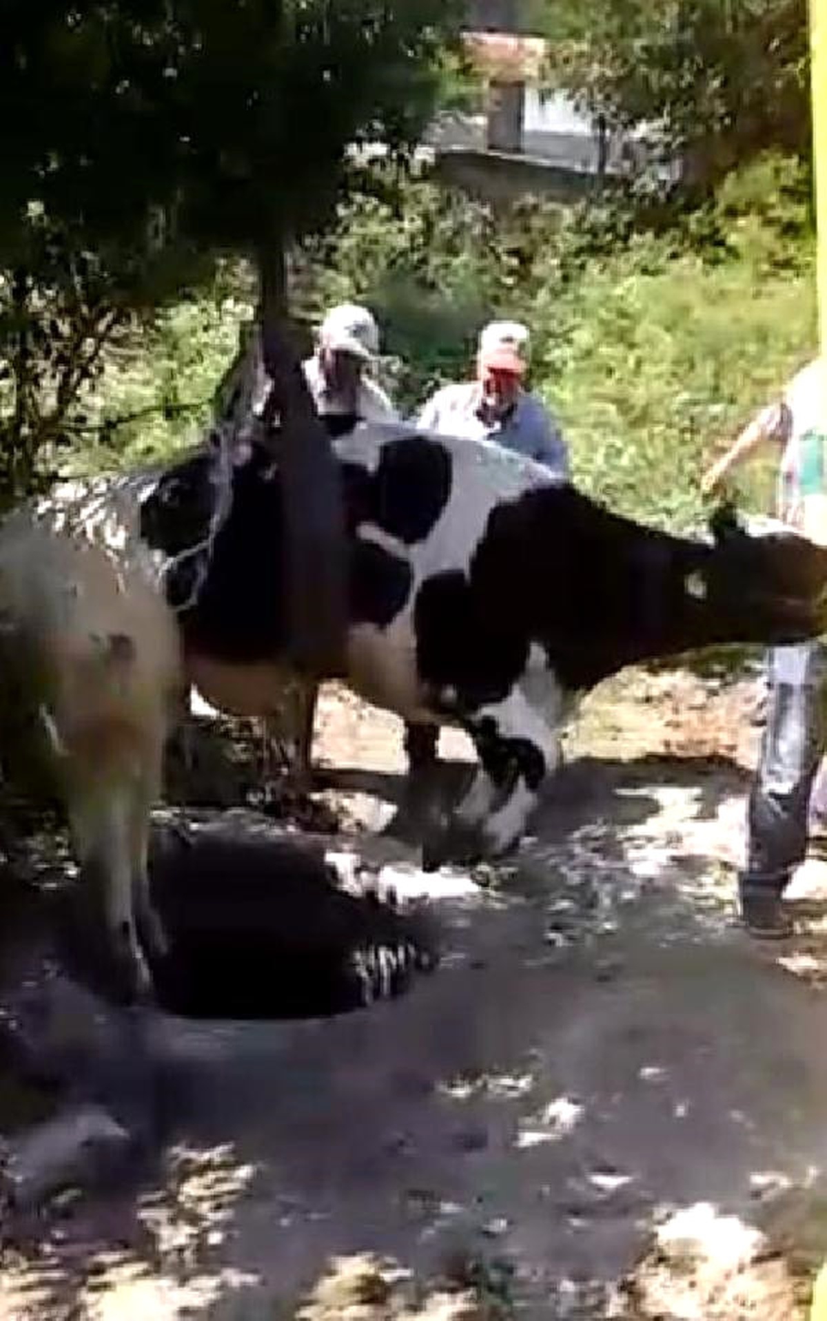 Kuyuya Düşen İnek Vinç Yardımıyla Kurtarıldı