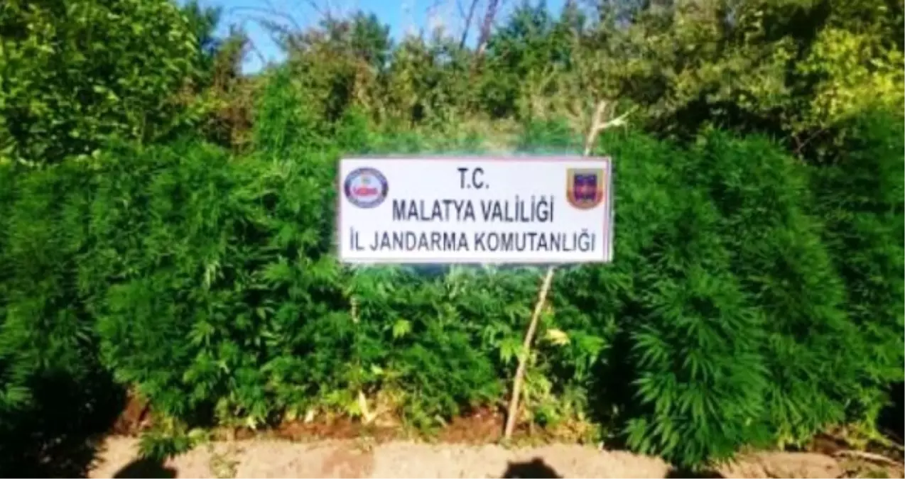 Malatya\'da 3 Bin 117 Kök Kenevir Bitkisi Ele Geçirildi