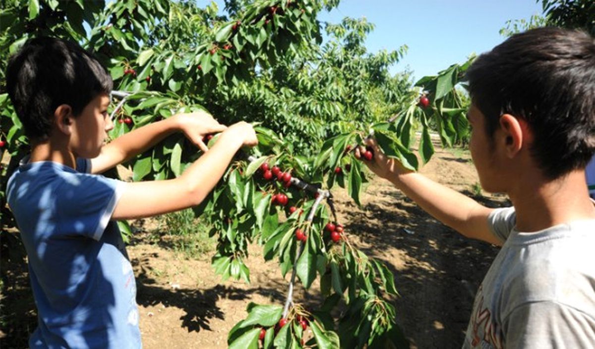 Rusya Pazarı Kiraz Üreticisini Rahatlattı"