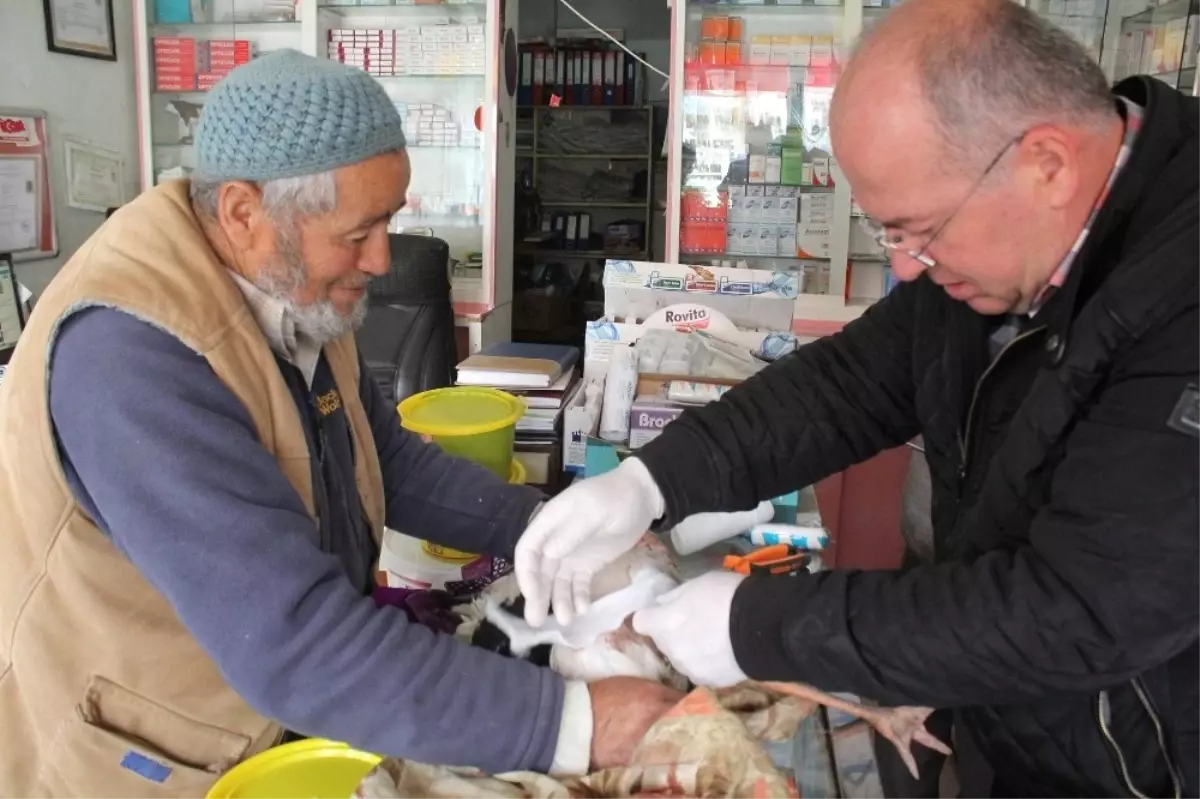 Yaralı Leyleğe Belediye Sahip Çıktı