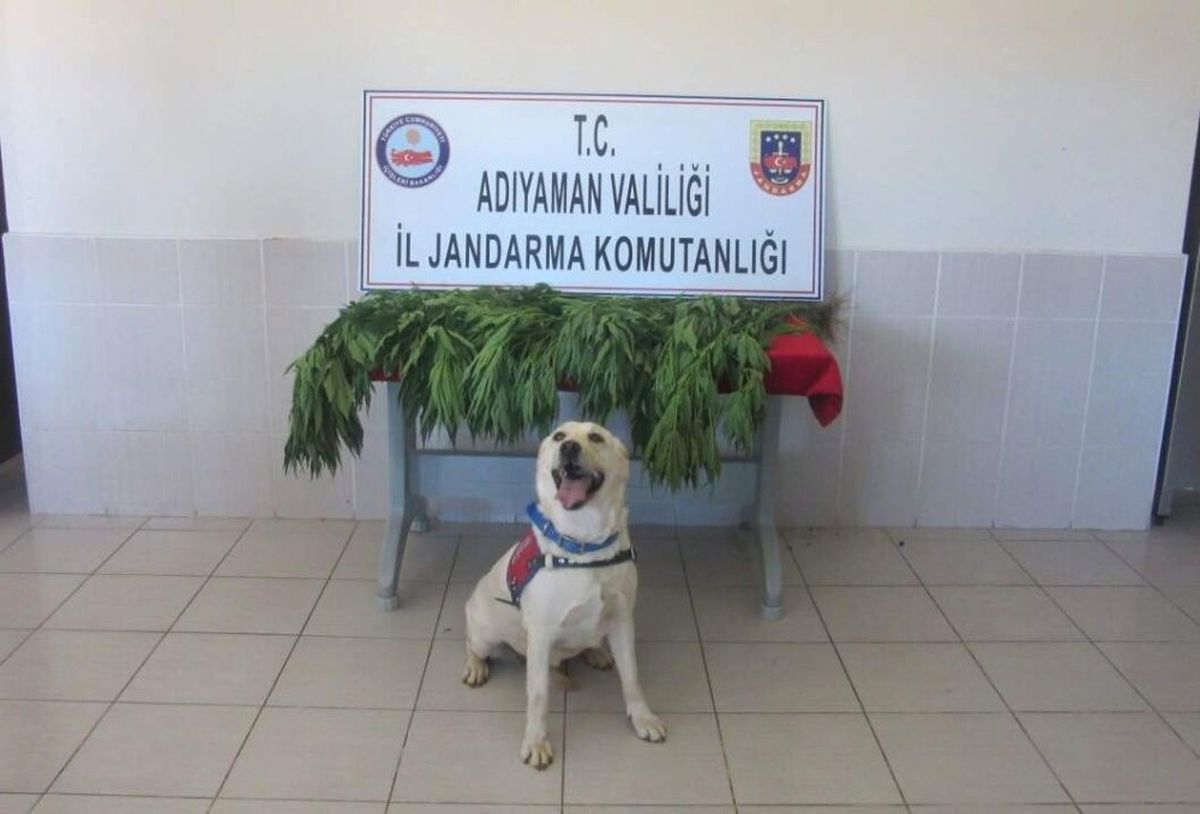 Adıyaman\'da 282 Kök Kenevir Bitkisi Ele Geçirildi