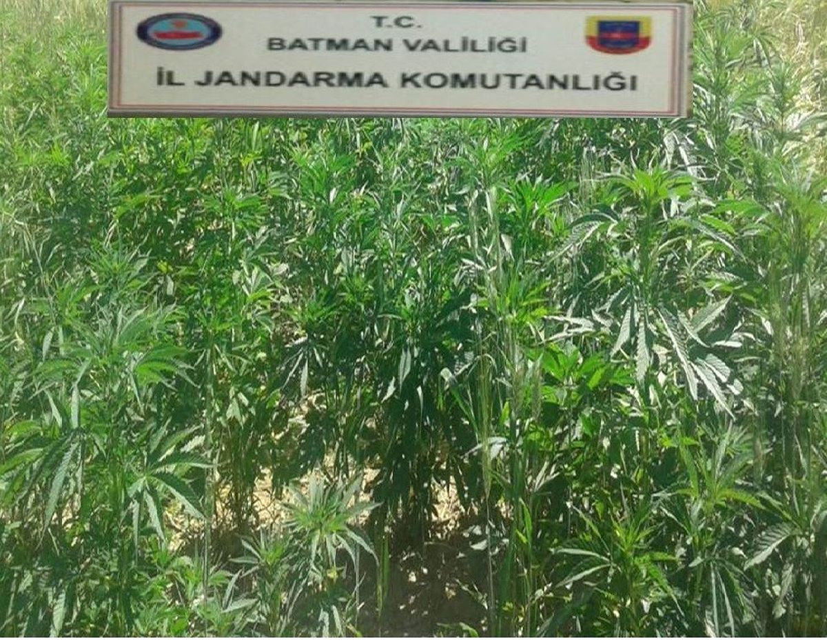 Batman\'da 2 Bin 450 Kök Kenevir Ele Geçirildi