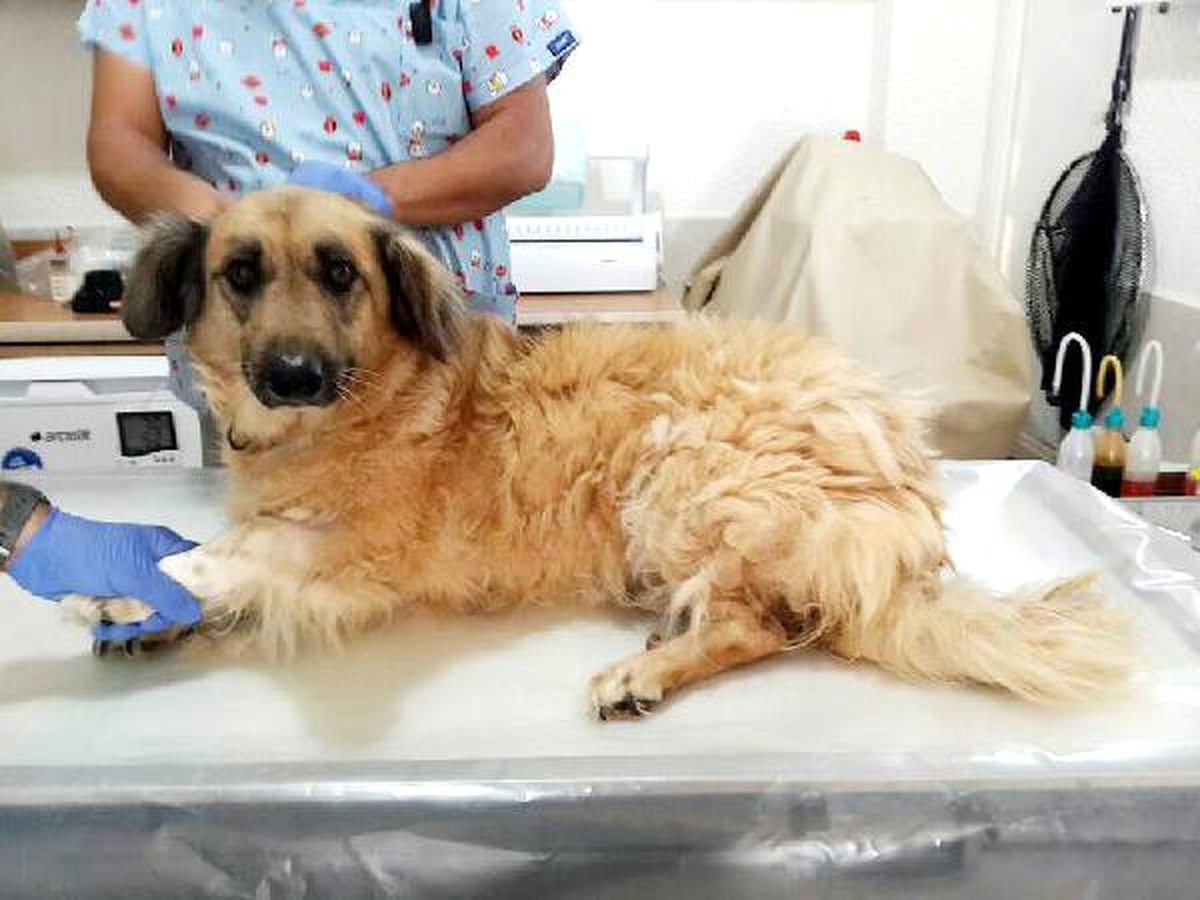 Köpeğin İdrar Torbasındaki 11 Taş Ameliyatla Alındı