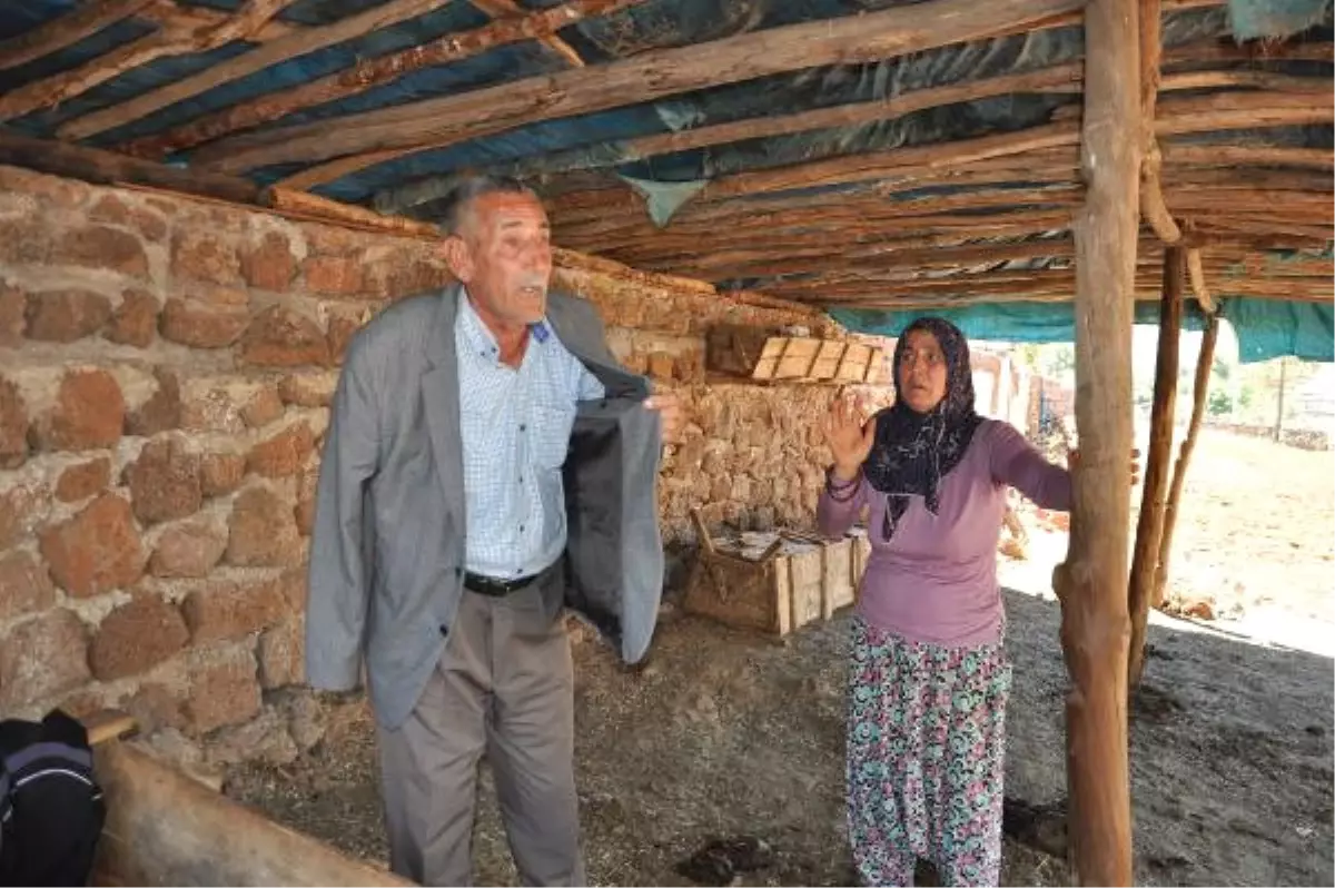 Meradan Çalınan 8 İneğini Bulana Ödül Verecek