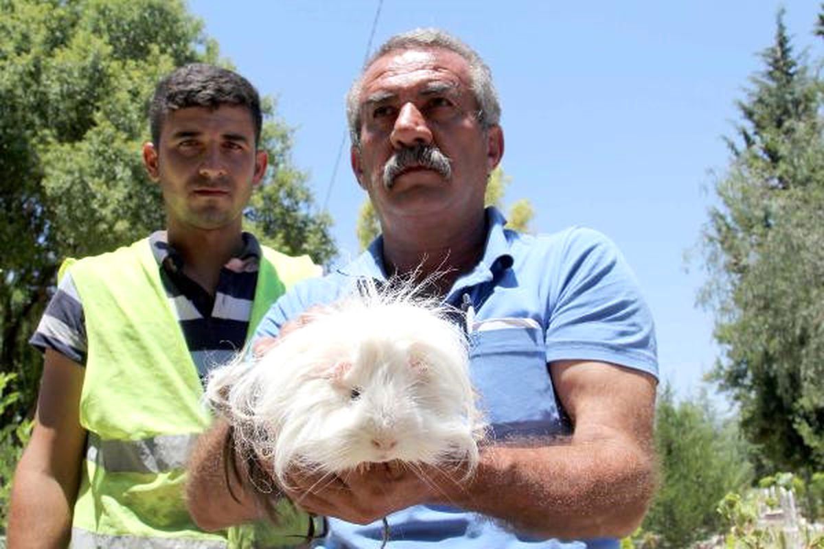Mezarlıkta Yaralı Olarak Guinea Pig Bulundu