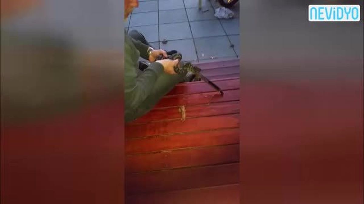 Acıkan Yılan Barbekü Maşasını Yuttu