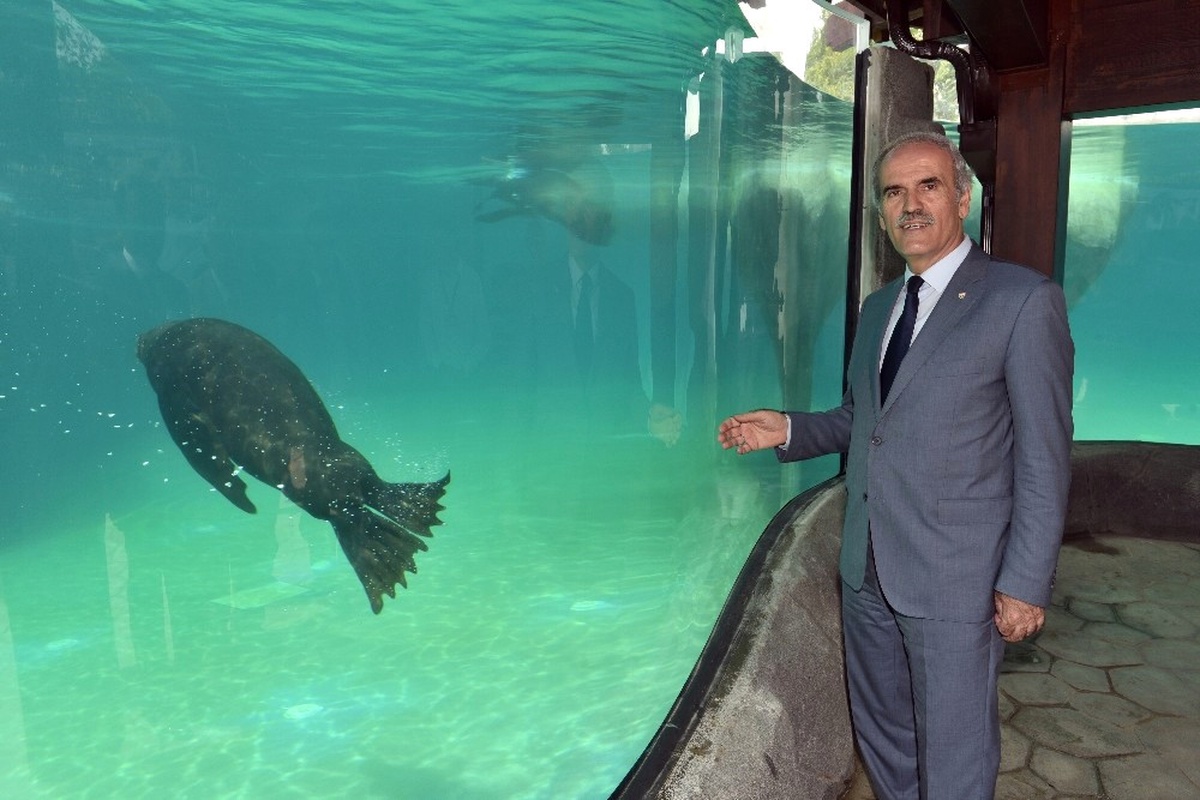 Bursa Zoo\'nun Yeni Misafirleri Fok ve Penguen