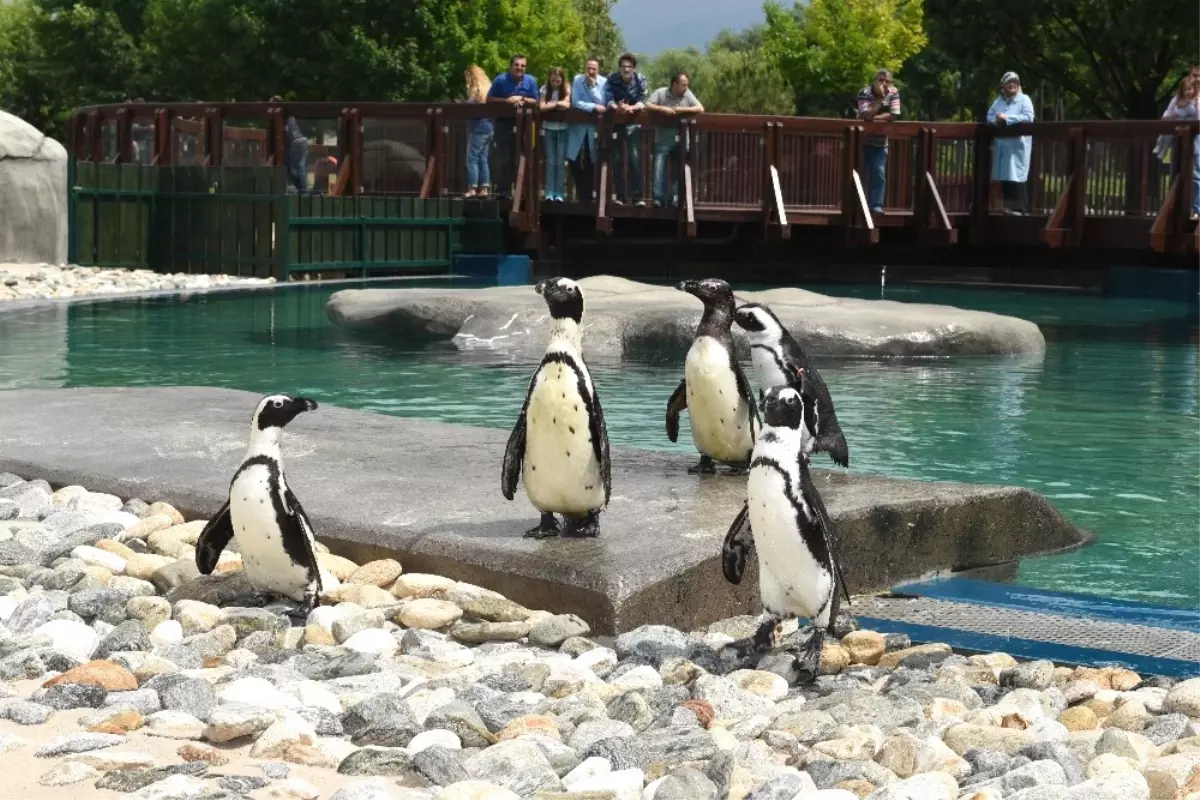 Bursa Zoo\'nun Yeni Misafirleri Fok ve Penguen