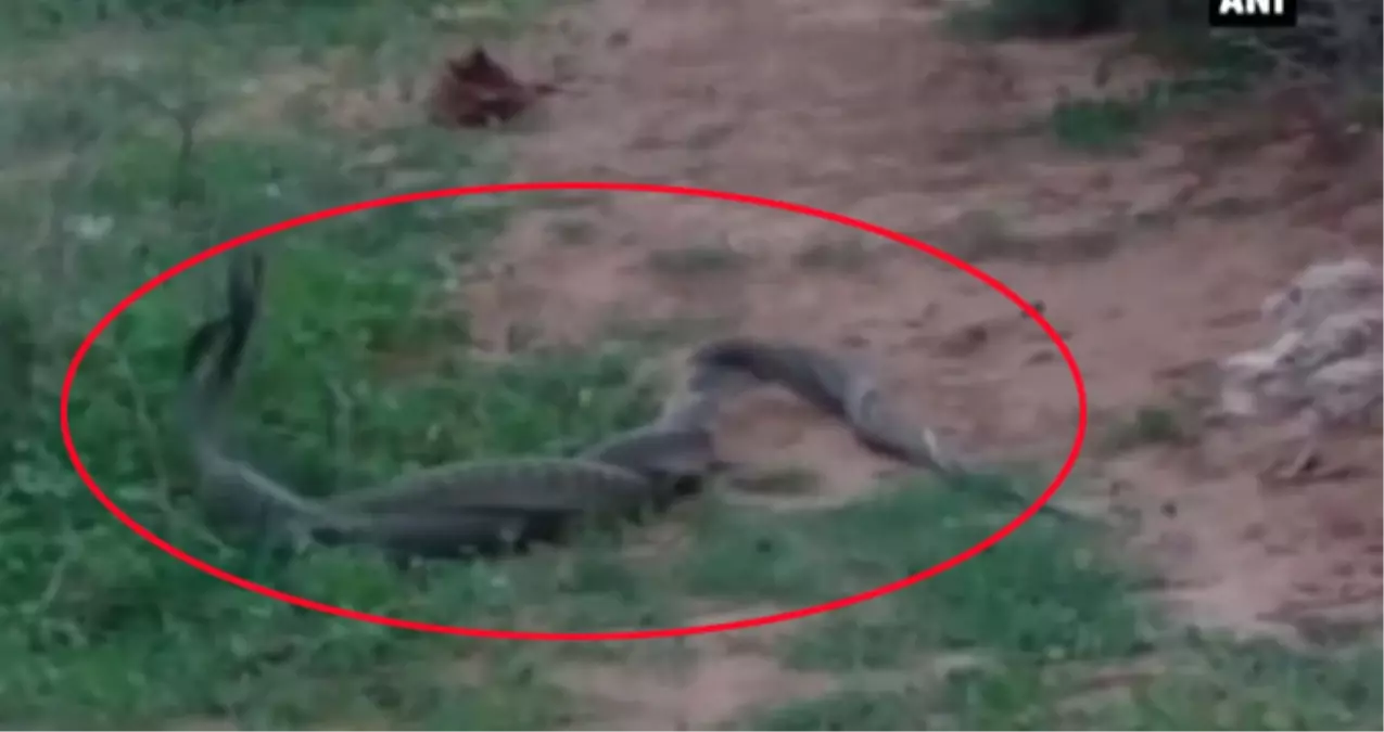 Hindistan\'da Kobraların Dansı Izleyenleri Büyüledi