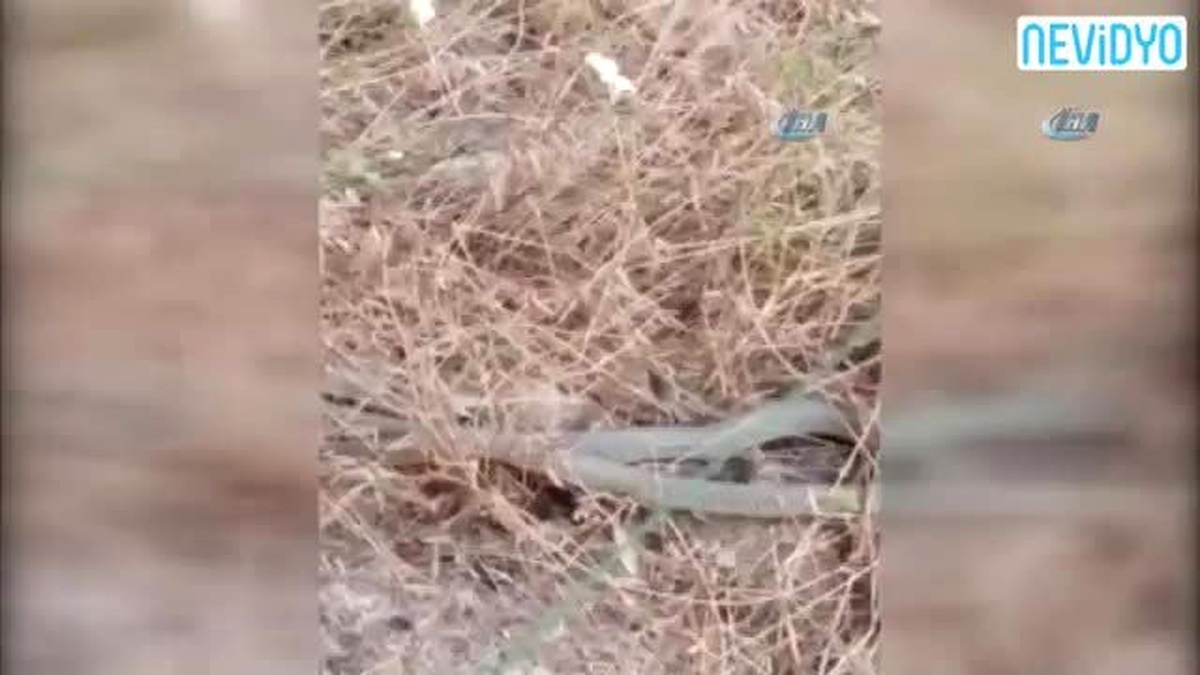 Kaplumbağayı Gözüne Kestiren Yılan Avını Yutamadı