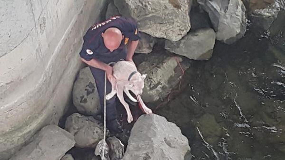 Mahsur Kalan Köpeği 55 Yaşındaki İtfaiye Eri Kurtardı