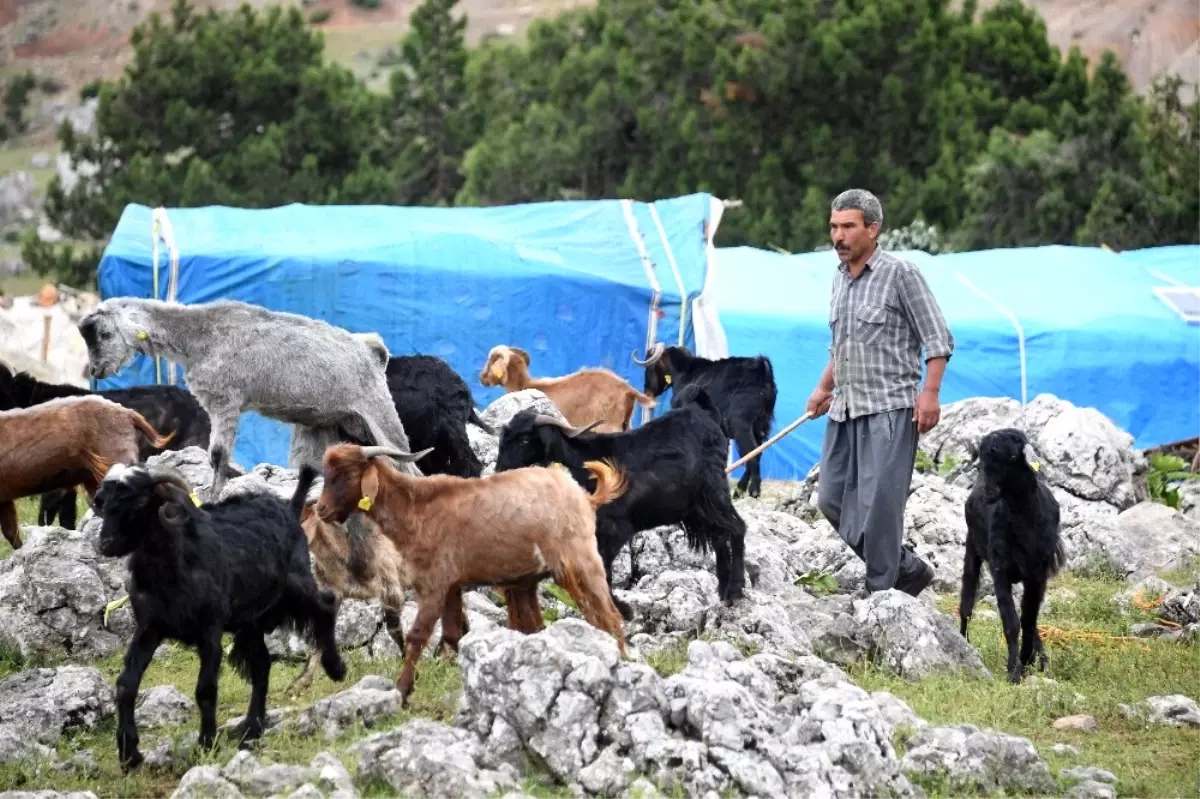 Mersin\'de Hayvan Destekleri Hayvancılık İçin Umut Oluyor