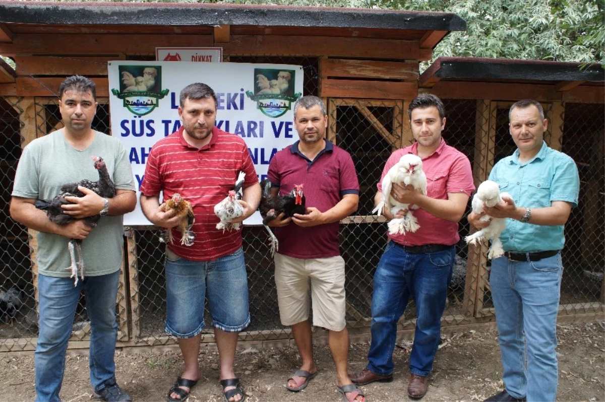 Milli Tavuk Irkları Koruma Altına Alınıyor