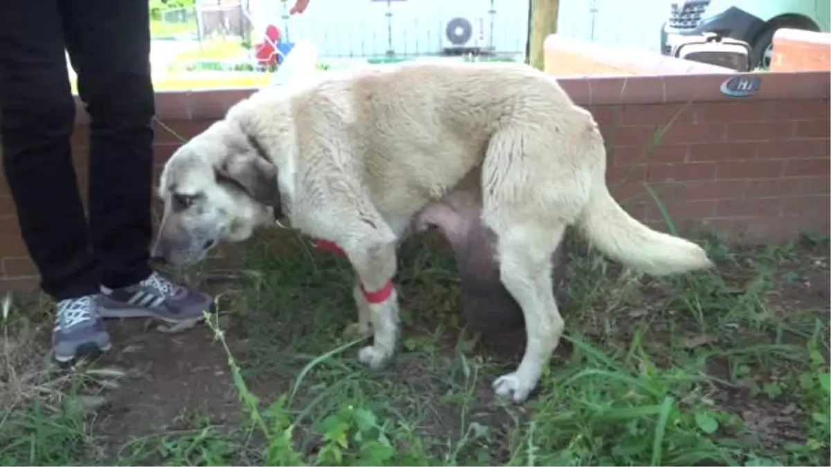 Sokak Köpeğine Tümör Ameliyatı