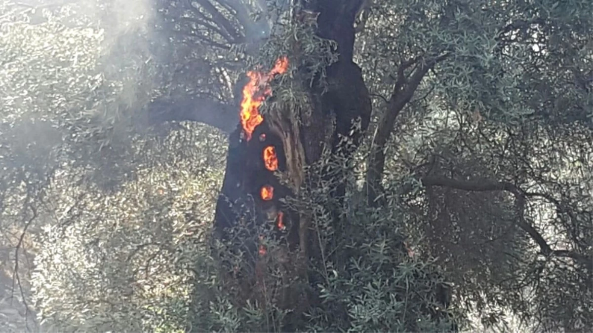 Sultanhisar\'daki Yangının Sigaradan Çıktığı Belirtildi