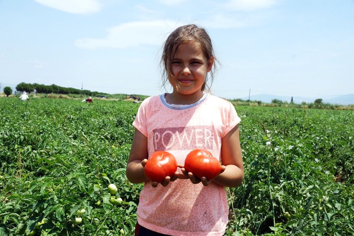 Aydın\'da Tarla Domatesi Hasadı Başladı