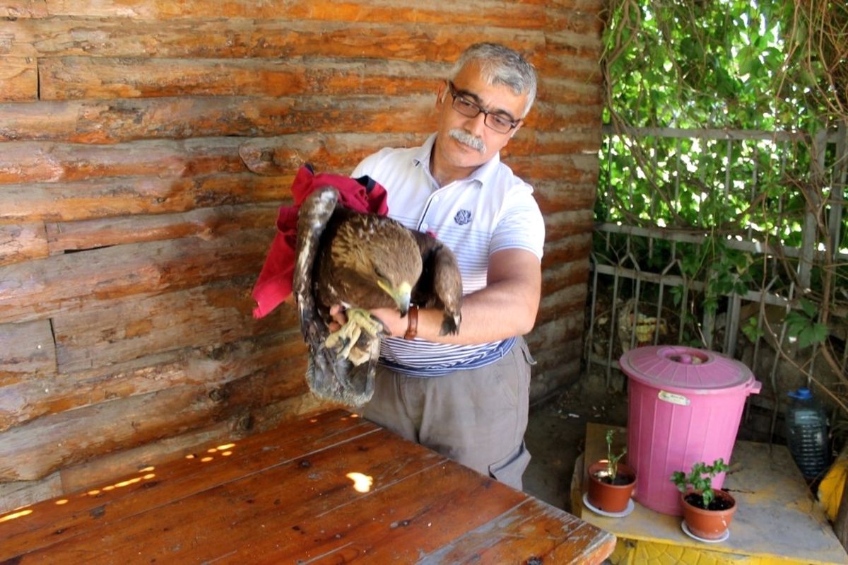 Kaya Kartalı Satışına Ceza Yağdı