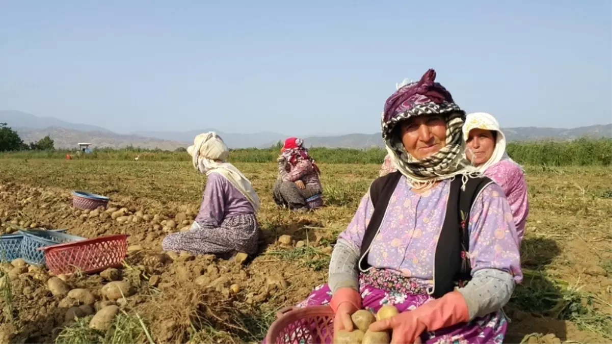 Patates Fiyatları Düştü, Üretici Ne Yapacağını Şaşırdı