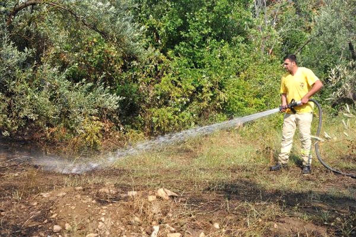 Alevler 3 Dönüm Zeytinliği Küle Çevirdi