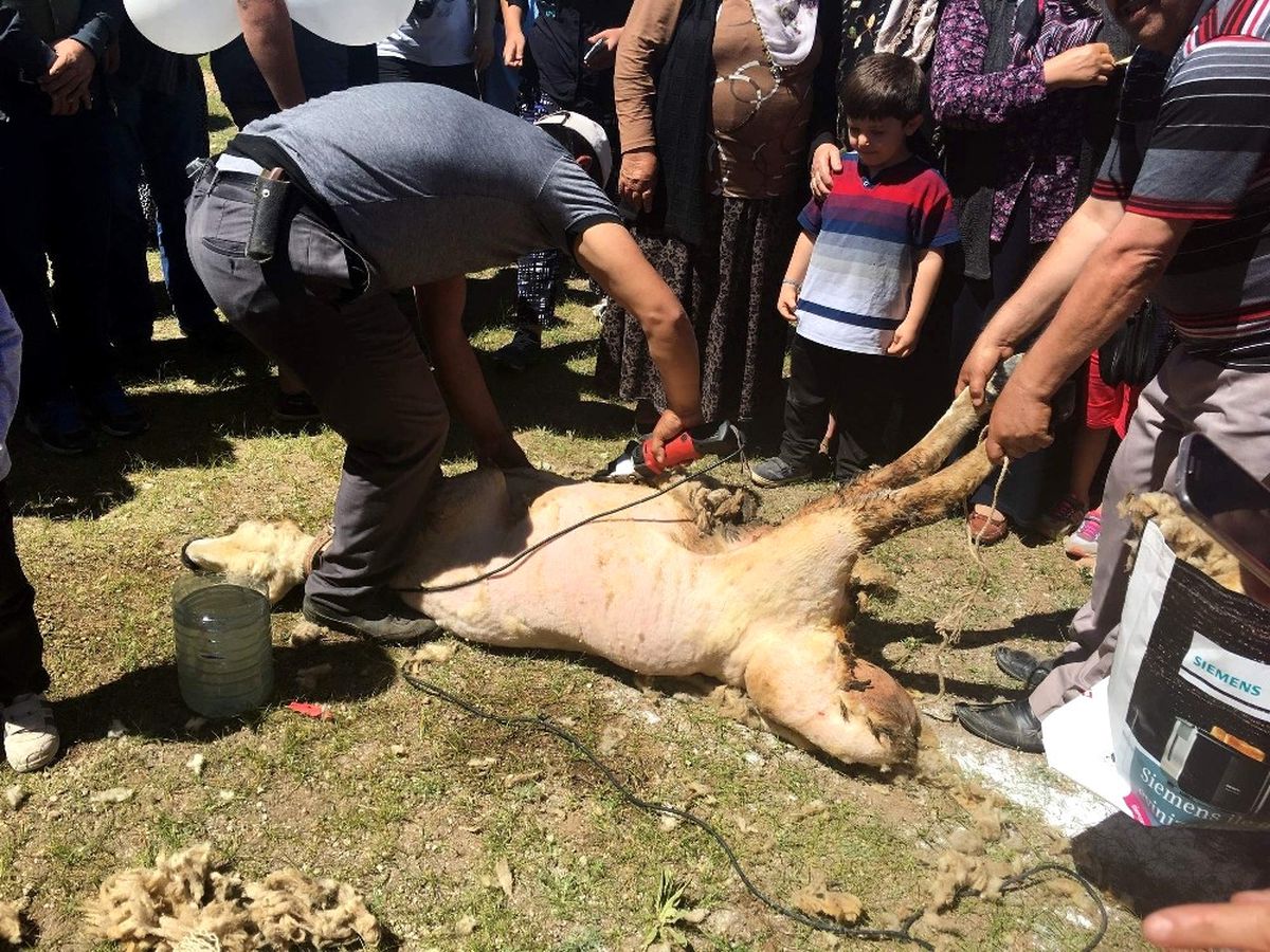 Develi\'de Koyun Kırım Şenliği Düzenlendi