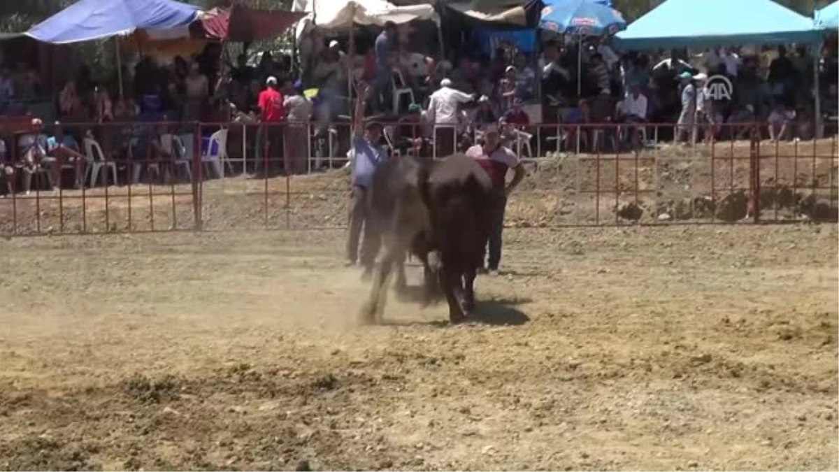 Germencik\'te Boğa Güreşi Festivali