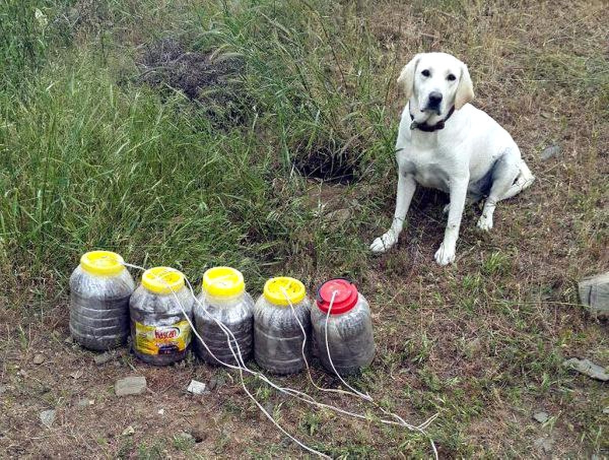 Jandarmanın Özel Eğitimli Köpeği Acar, Patlayıcı Avcısı
