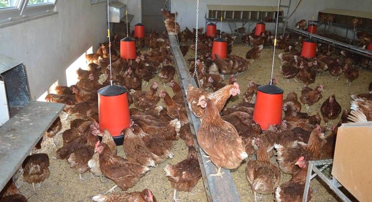 Ordu\'da Haftada 150 Bin Yumurta Üretiliyor
