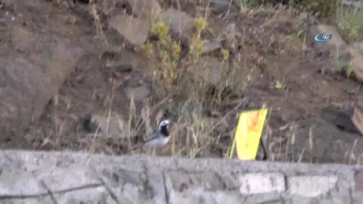 Ayna Meraklısı Kuş Görenleri Şaşırtıyor