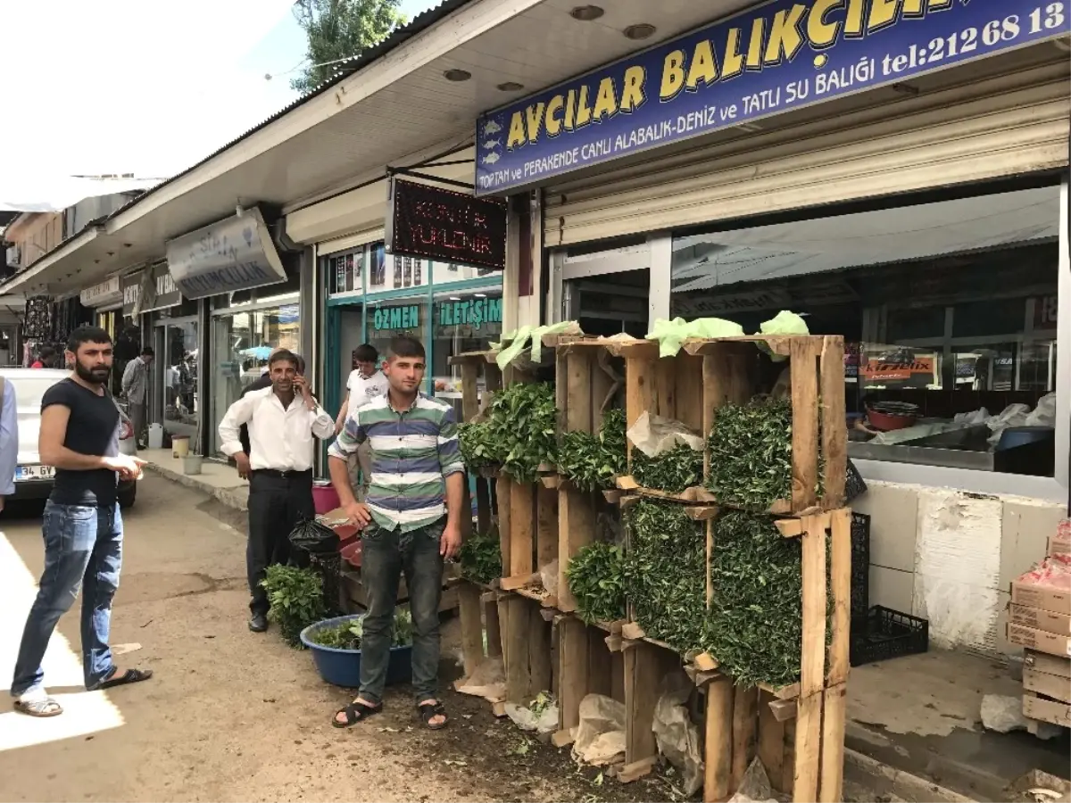 Balıkçılık Bitti, Fide Satışı Başladı