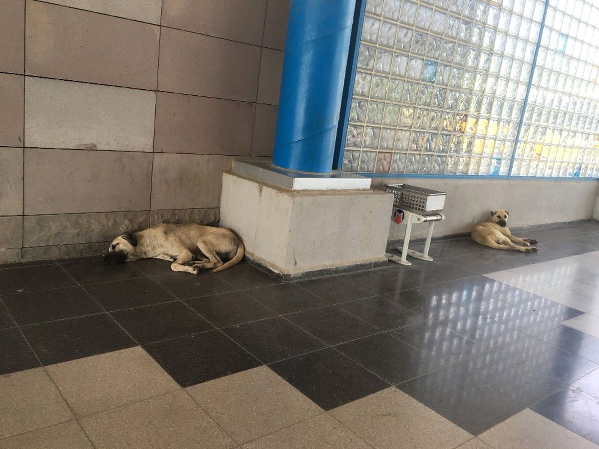 Başakşehir Belediyesi Sıcak Havalarda Sokak Hayvanlarını Unutmadı