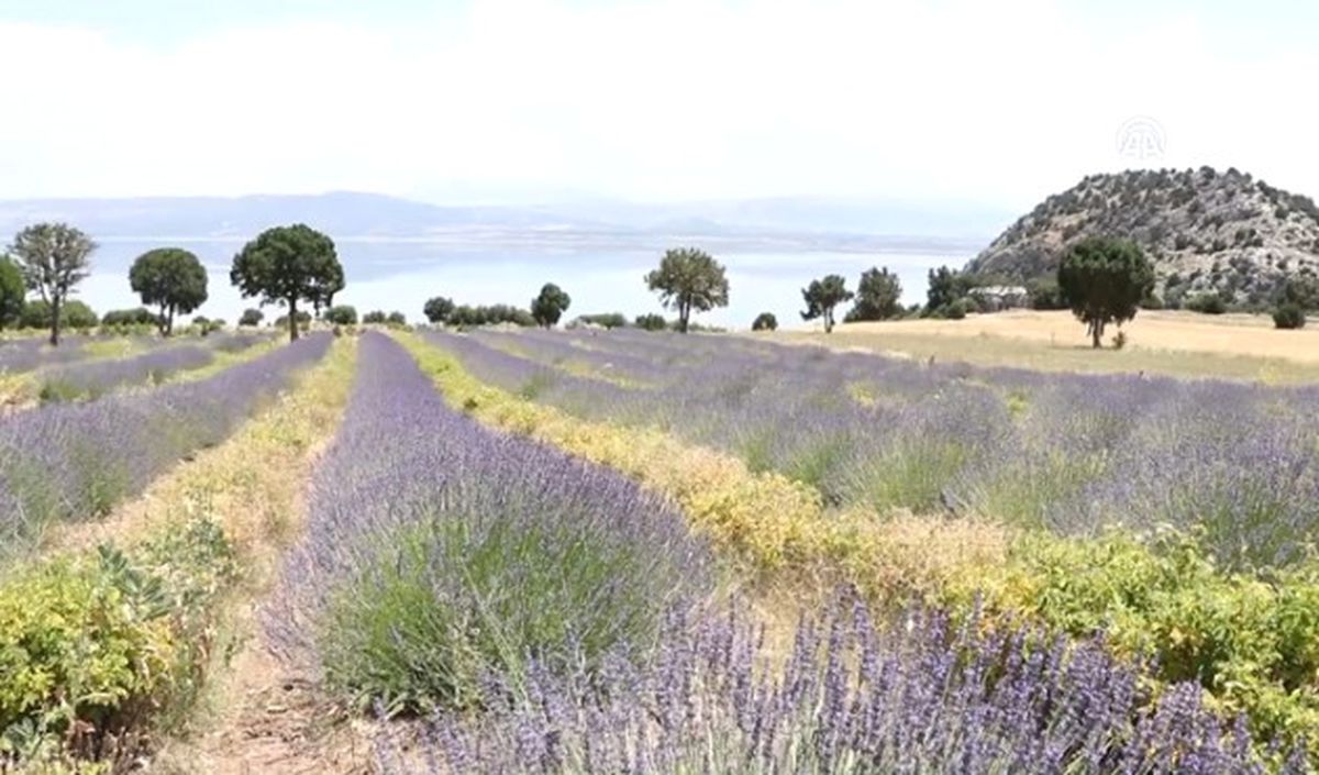 Burdur Gölü İçin Umut "Lavanta