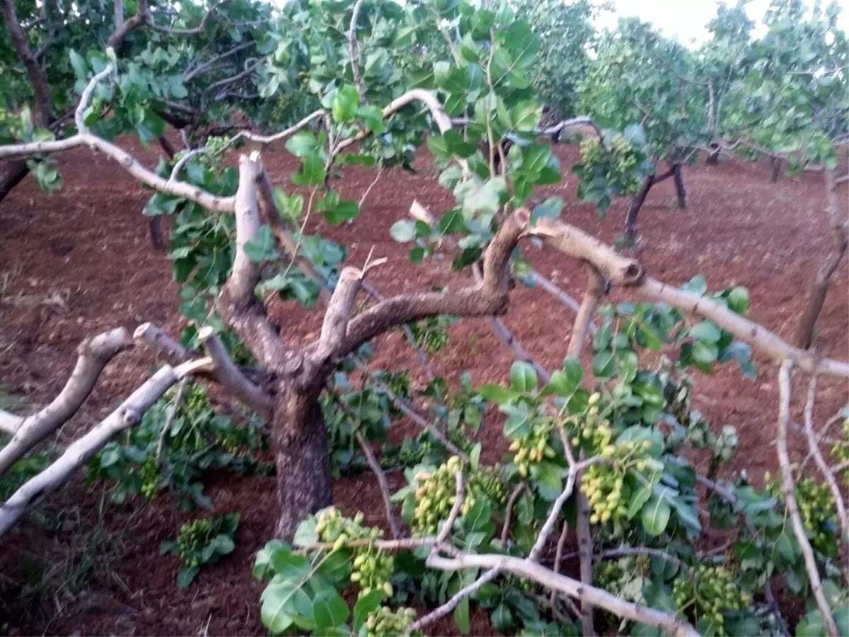 Fıstık Ağaçlarının Kesildiği İddiası