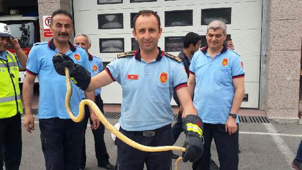 İtfaiye, 294 Hayvanı Kurtardı