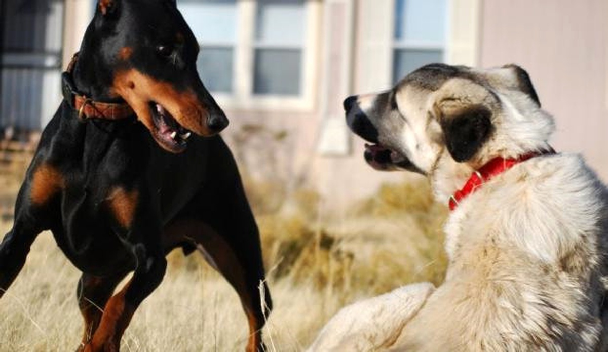 Köpek Dövüştüren 2 Kişiye 5 Bin 504 TL Para Cezası Kesildi