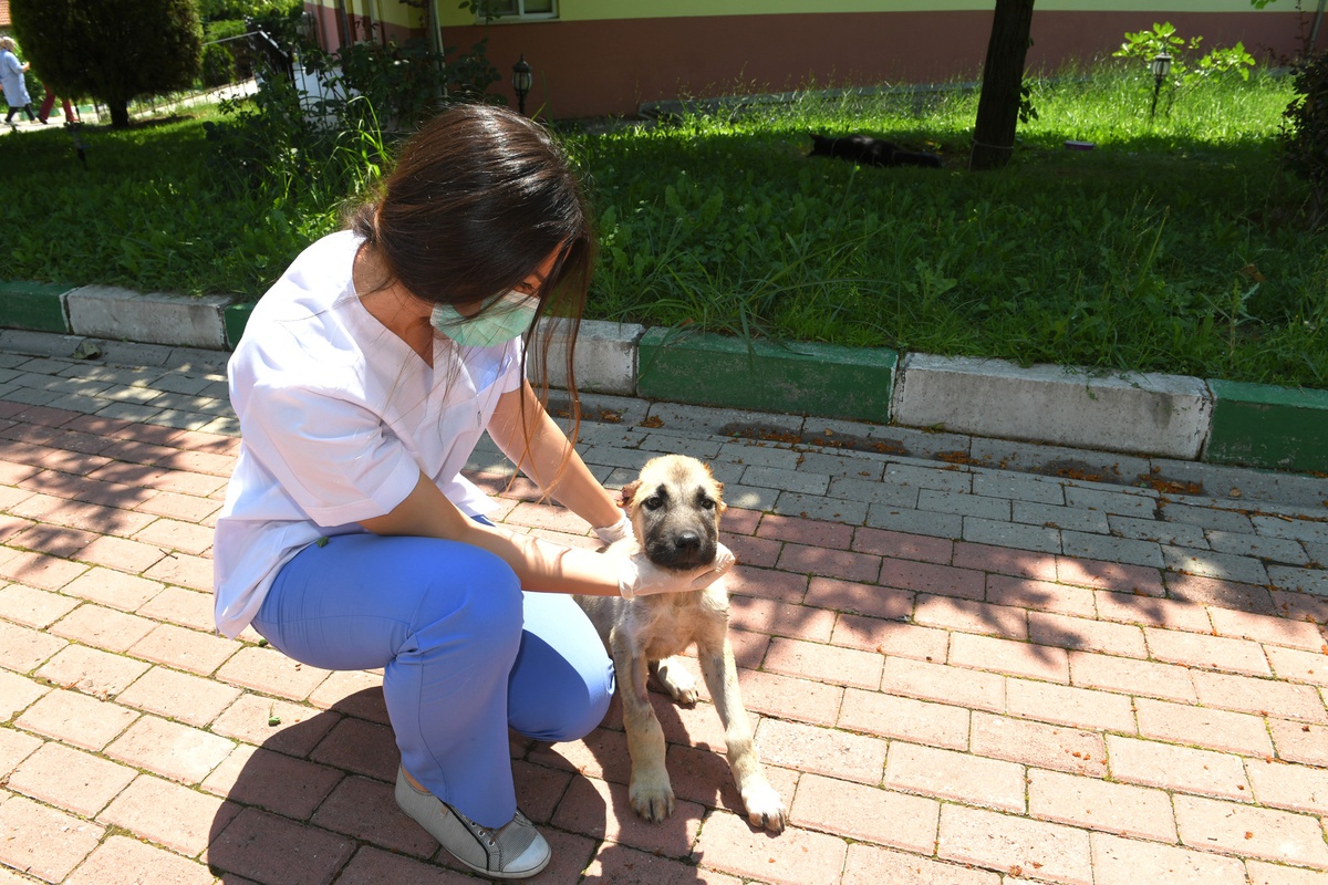 Kulakları Kesilen Köpek Sağlığına Kavuştu