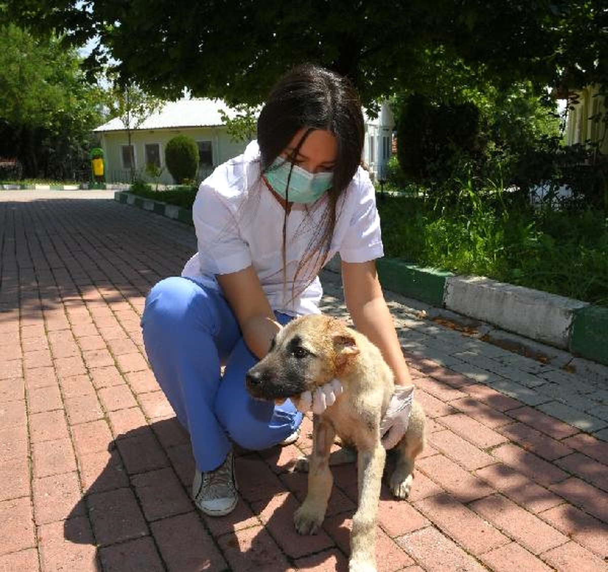 Kulakları Kesilen Yavru Köpek Sağlığına Kavuştu